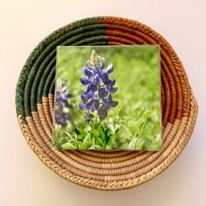 🌿🪻 4x4 Texas Bluebonnet Print